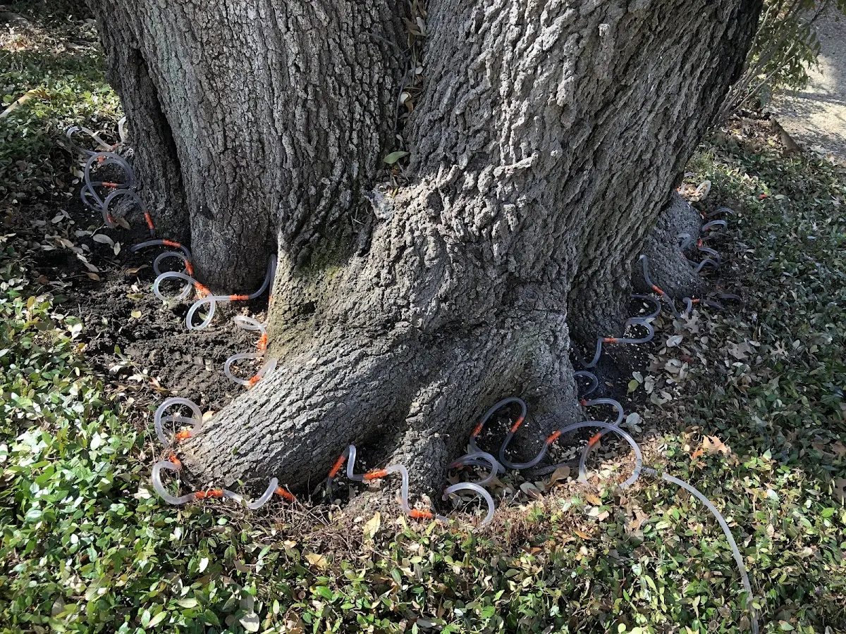 Detailed Tree Cabling and Bracing job site in Meridianville