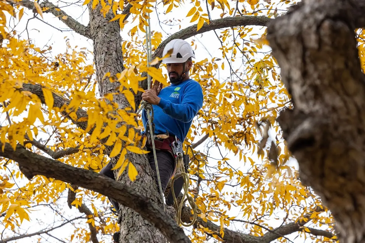Skilled Tree Pruning crew working in Meridianville